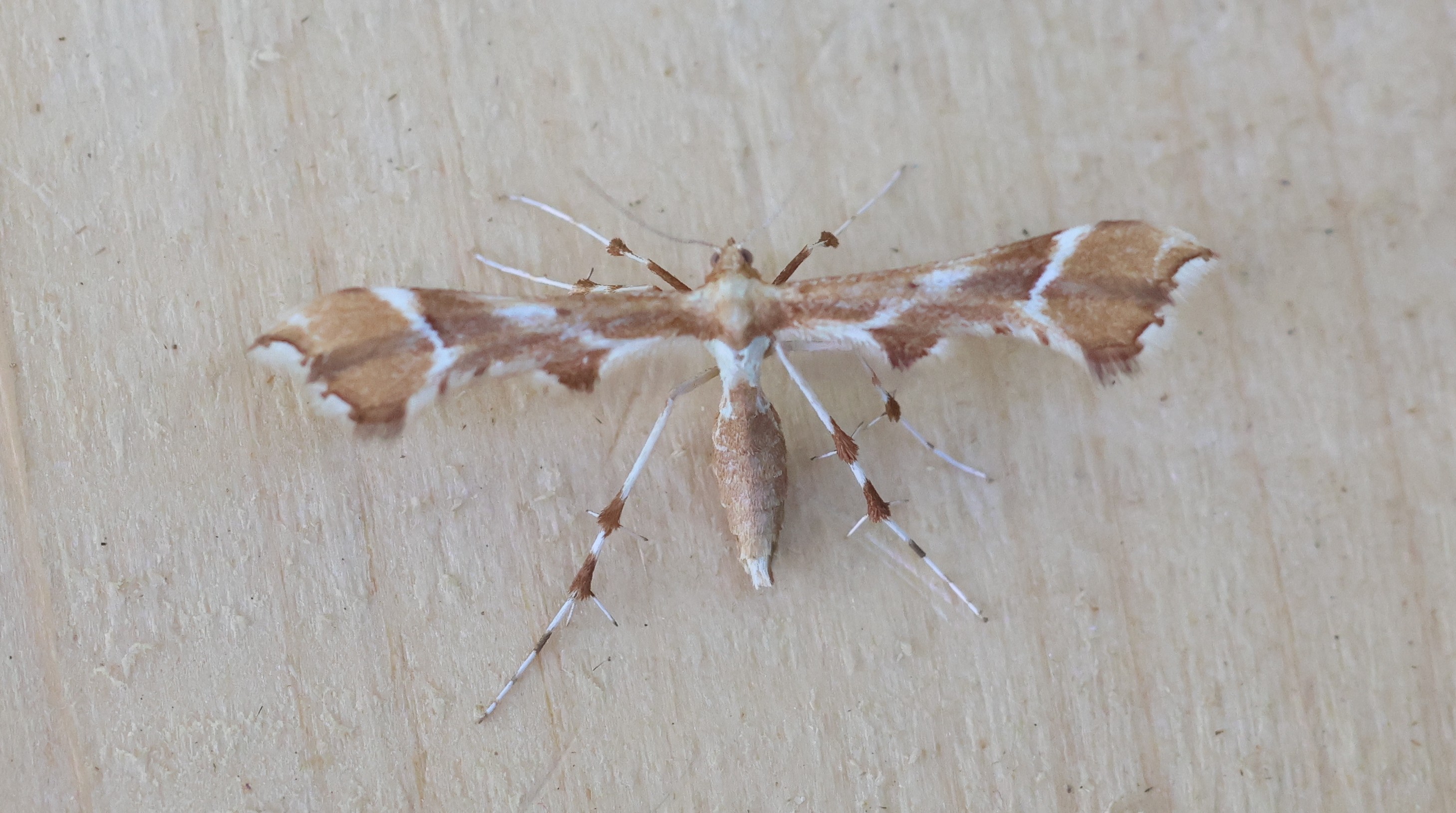 Photo of Rose Plume (Cnaemidophorus rhododactyla)